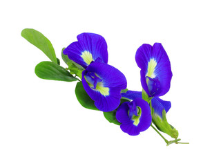 Butterfly Pea flower istolated on white background