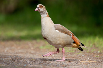 Obraz premium Nilgans (Alopochen aegyptiacus) im Naturschutzgebiet Mönchbruch bei Mörfelden in Hessen, Deutschland, Europa.