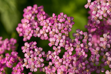 Obraz premium A beautifu pink garden yarrow on a natural background. Vibrant summer scenery. Shallow depth of field macro photo.