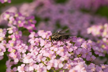 A beautifu pink garden yarrow on a natural background. Vibrant summer scenery. Shallow depth of field macro photo.