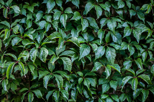 Texture of bindweed. A wall of greenery. Background.