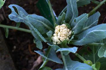 Blumenkohl 