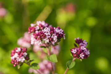 A beautiful oregano flowers in a garden ready for tea. Good spice for meat. Vibrant summer garden. Shallow depth of field closeup photo.