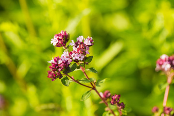 A beautiful oregano flowers in a garden ready for tea. Good spice for meat. Vibrant summer garden. Shallow depth of field closeup photo.