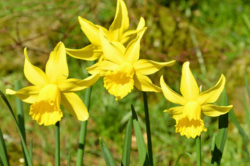 Daffodil yellow flowers