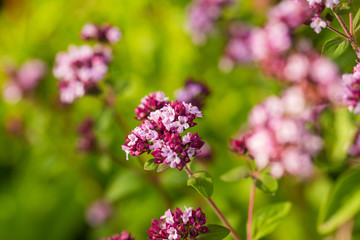 A beautiful oregano flowers in a garden ready for tea. Good spice for meat. Vibrant summer garden. Shallow depth of field closeup photo.