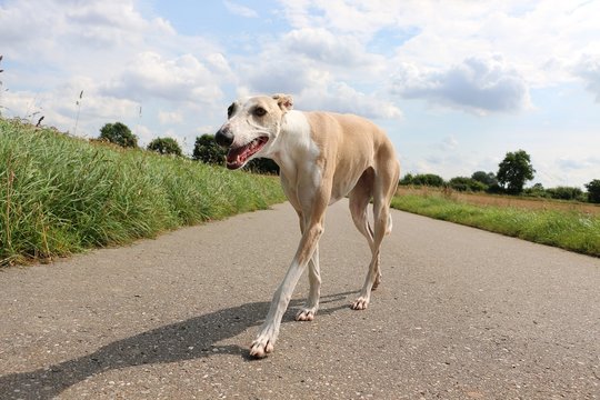 windhund geht auf einer stra&szlig;e spazieren