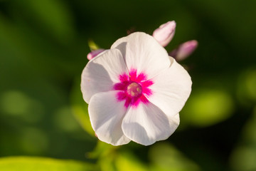 Beautiful ping flowers growing in the garden. Vibrant summer scenery. Shallow depth of field closeup macro photo.