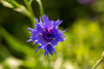 Beautiful blue cornflowers in the garden. Summer flowers blooming in the sun. Shallow depth of field closeup photo.