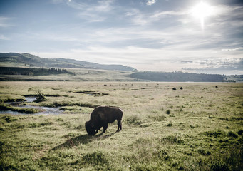 Yellowstone National Park - Bison
