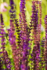 A beautiful purple salvia nemorosa flowers in a garden. Flower closeup. Shallow depth of field photo.
