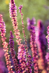 A beautiful purple salvia nemorosa flowers in a garden. Flower closeup. Shallow depth of field photo.