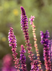 Obraz premium A beautiful purple salvia nemorosa flowers in a garden. Flower closeup. Shallow depth of field photo.