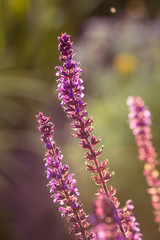 Obraz premium A beautiful purple salvia nemorosa flowers in a garden. Flower closeup. Shallow depth of field photo.