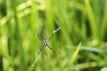 Spider on the spider web On the background blurred