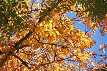 Herbst Baum Äste Auschnitt