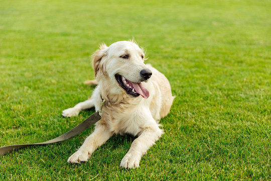cute golden retriever dog lying on green grass in park