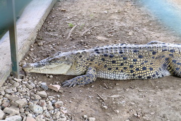 crocodiles