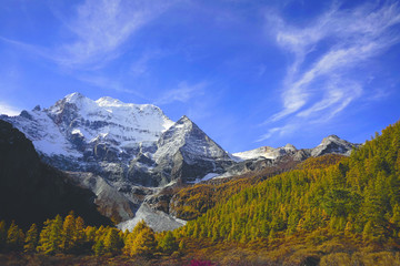 Shangri la, a panorama view of holy snow-clad mountain Chenrezig and yellow orange colored autumn trees in the valley in Yading national level reserve, Daocheng, Sichuan Province, China.