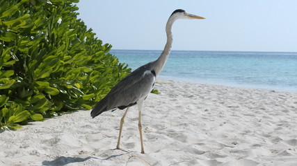 The heron wanders along the sand towards the sea.