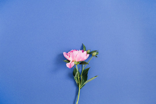 Fototapeta Beautiful pink peony flower on dark blue background. Flat lay, top view.