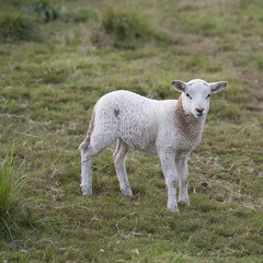 Obraz na płótnie Canvas Baby sheep
