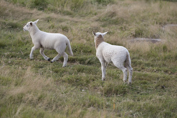 Baby sheeps
