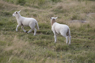 Fototapeta premium Baby sheeps