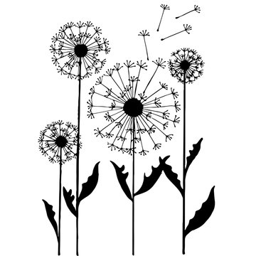 Abstract Dandelion On White Background Vector Illustration