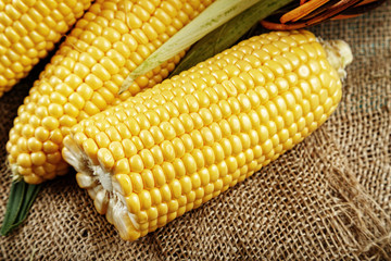 corn cobs on burlap