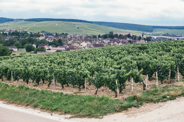 Obraz premium Vineyard in France