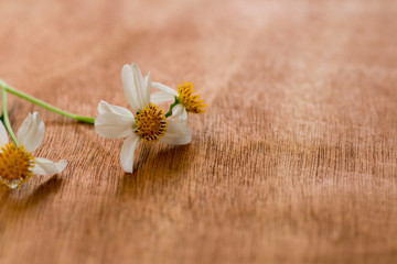 White flowers on wooden floor