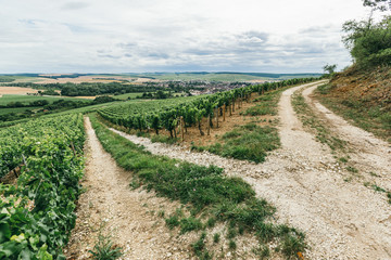 Fototapeta na wymiar Grape field in France