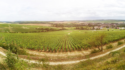 Large grape field, panorama