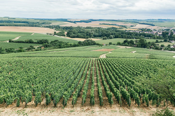 Fototapeta na wymiar Grape field in france, panorama