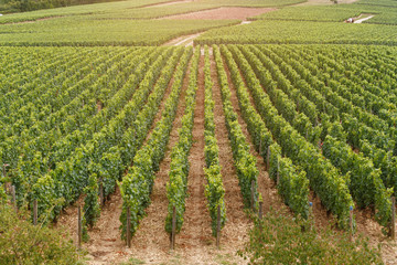 Fototapeta na wymiar Field planted with grape bushes