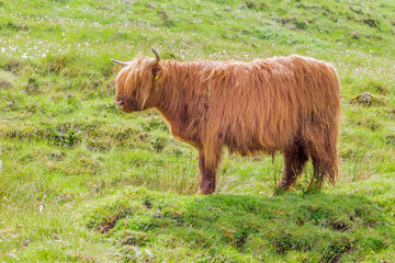 Highland Cattle, known as Hairy Cows; Isle of Skye, Scotland