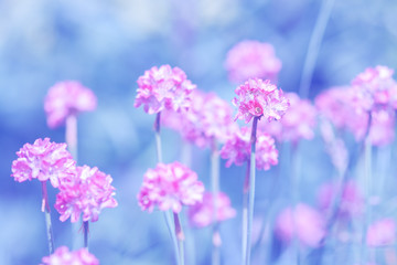 Small pink round flowers on a blue background. Artistic image with tinted background. soft selective focus