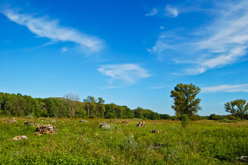 Fototapeta premium Glade after deforestation