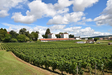Vignoble à Auxerre en Bourgogne, France