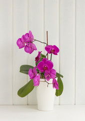Orchid flowers on white wooden background.