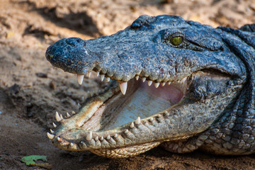 Naklejka premium Crocodile or Aligator