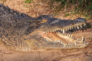 Crocodile or Aligator