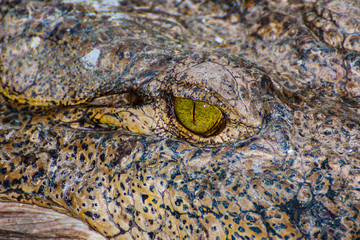 Crocodile or Aligator