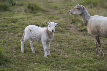 Baby sheep and mom