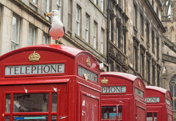 Fototapeta na wymiar Seagull sits on a red phone box on the Royal Mile during the Edinburgh Festival