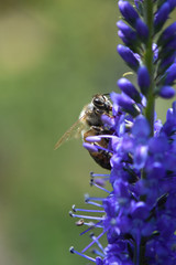 bee on purple flower