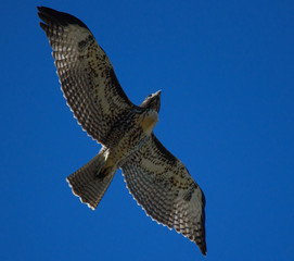 young red tailed hawk