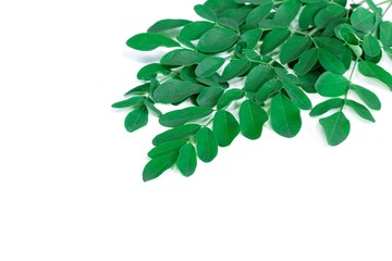 Moringa Leaves with fresh leaves isolated on white
