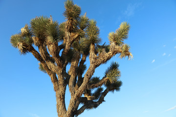 Joshua Tree in Joshua Tree National Park. California. USA